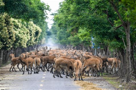    Dafeng Milu National Nature Reserve: Home to a Majestic Past and an Uncertain Future