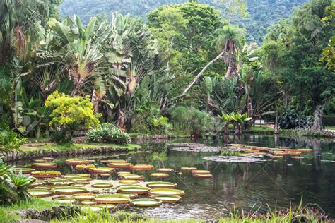 Jardim Botânico do Rio de Janeiro: A Lush Oasis of Biodiversity and Tranquility!